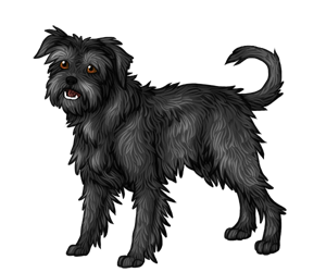 Affenpinscher