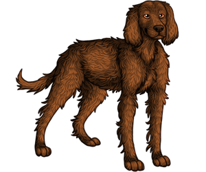 American Water Spaniel