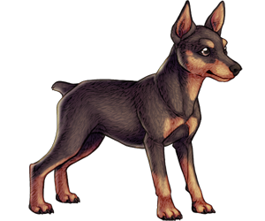 Miniature Pinscher