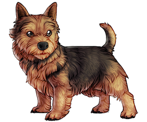 Norwich Terrier