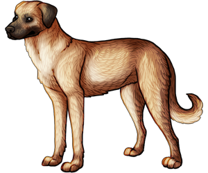 Anatolian Shepherd Anatolian Shepherd