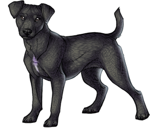 Patterdale Terrier