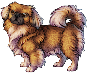 Pekingese