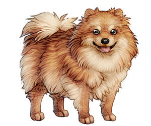 Pomeranian