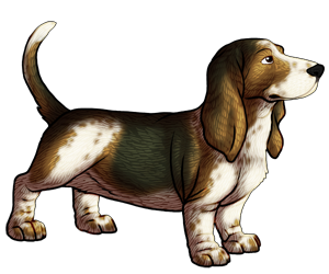 Basset Hound