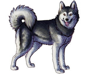 Alaskan Klee Kai Alaskan Klee Kai