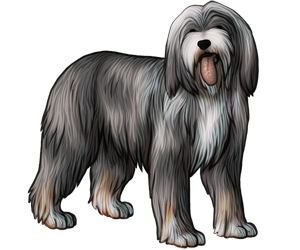 Bearded Collie