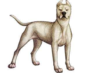 Dogo Argentino