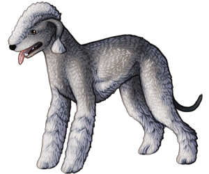 Bedlington Terrier