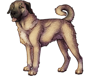 Kangal Dog Kangal Dog