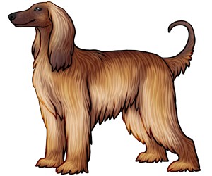 Afghan Hound