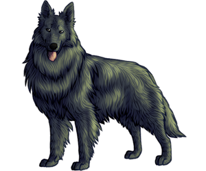 Belgian Sheepdog