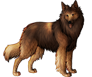 Belgian Tervuren