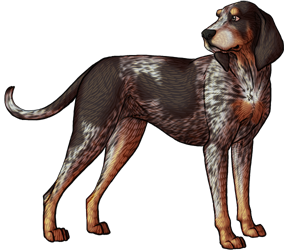 Bluetick Coonhound