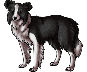 Border Collie