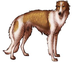 Borzoi