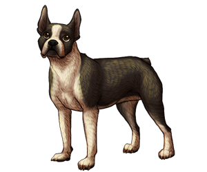 Boston Terrier