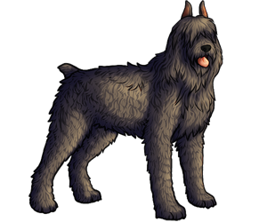 Bouvier Des Flandres