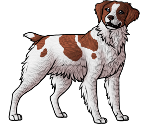 Brittany Spaniel