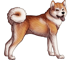 Akita