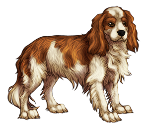 Cavalier King Charles Spaniel