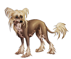 Chinese Crested