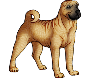 Chinese Shar-pei