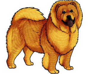 Chow Chow