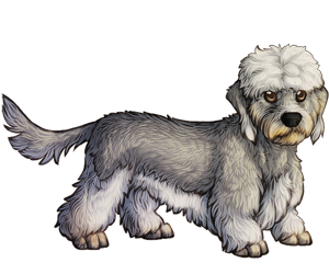 Dandi Dinmont Terrier