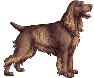 Field Spaniel