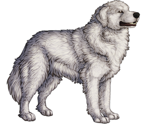 Great Pyrenees