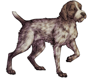 German Wirehaired Pointer