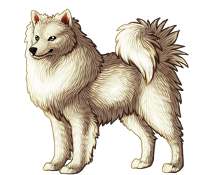 American Eskimo Dog