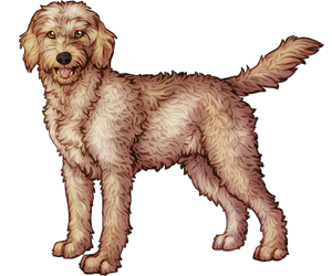 Goldendoodle