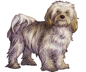 Havanese