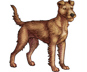 Irish Terrier