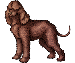 Irish Water Spaniel