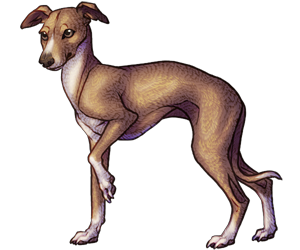 Italian Greyhound