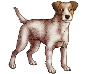 Jack Russell Terrier