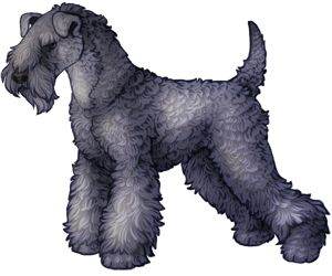 Kerry Blue Terrier