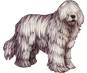 Komondor Komondor
