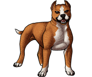 American Staffordshire Terrier