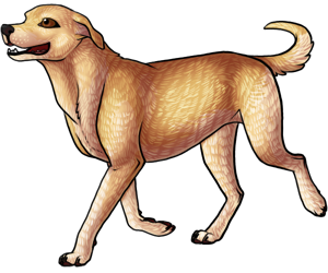 Labrador Retriever