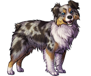 Miniature Australian Shepherd